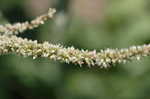 Thorny amaranth